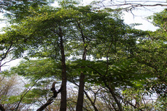 Broussonetia luzonica